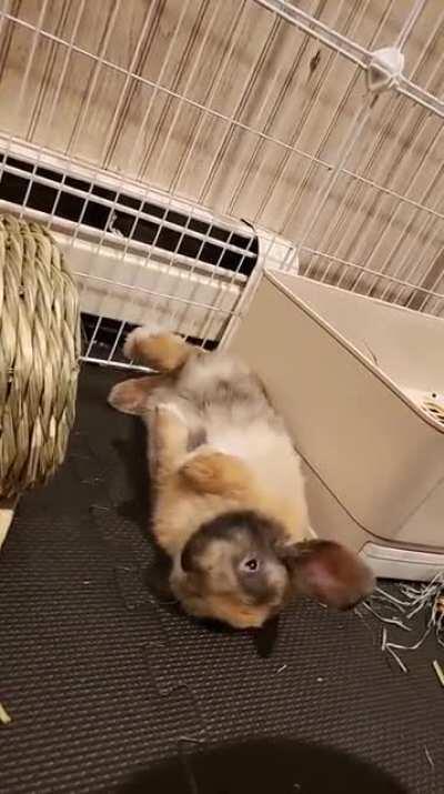 Not even a full week here and he's already this comfortable 🥺❤