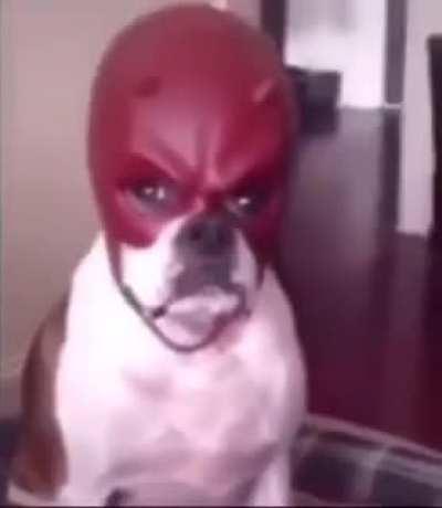 Finalmente, perro edgy 🗿🚬