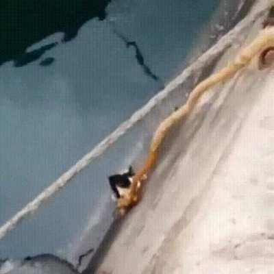 Man Saving A Cat From Drowning
