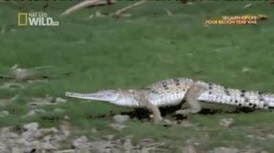 Crocodiles can gallop, but others like Alligators/Caiman/Gharials cannot.