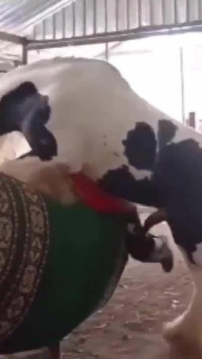 Dude will never ride a horse again in his life