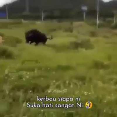 Бык развлекается