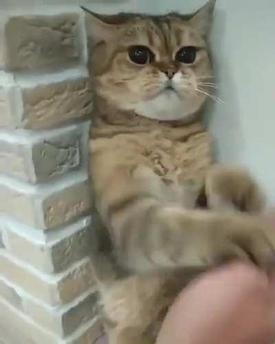 Don’t mess with Cat Lee!! 😍😂