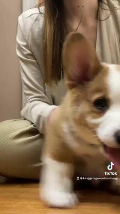 Chacha Slide Corgi Style