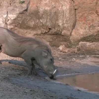 🔥 the sheer speed of both animals is incredible in itself 🔥