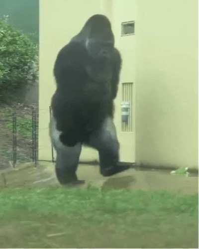 What were they doing around the corner?