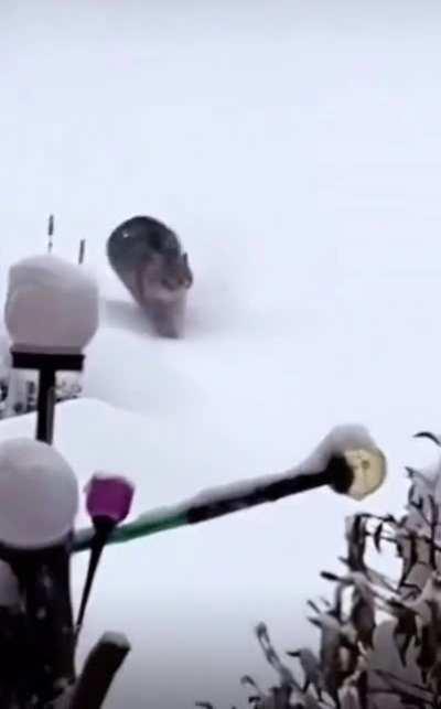 Rare Sighting Of The Miniature Snow Leopard