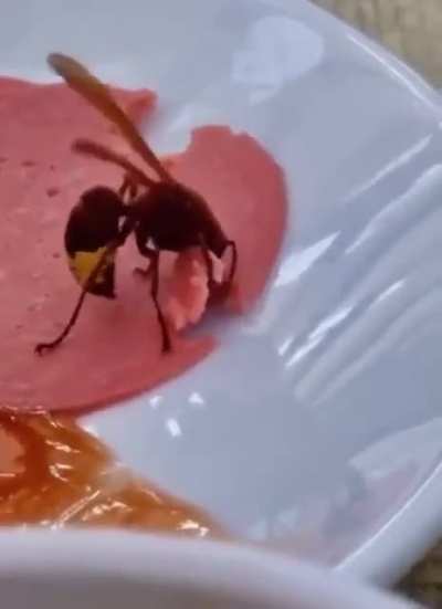 Wasp eating lunch meat.