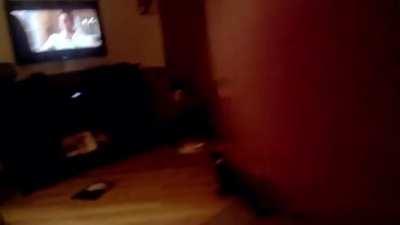 Gatos ejecutando la orden 66