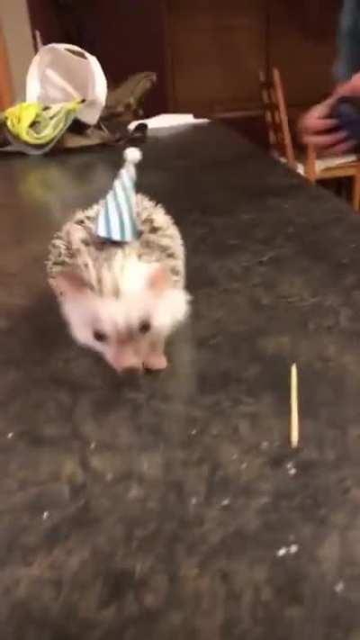 Somebody had his first birthday the other day