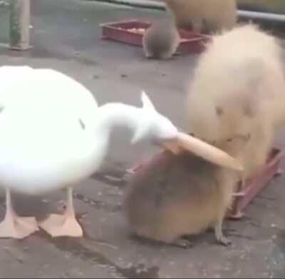 When you try to eat the chillest animal on earth.