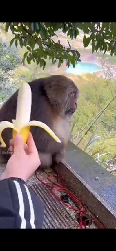 To feed the monkey