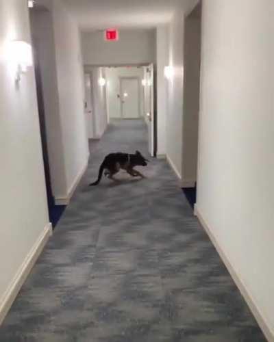 When you realize the hooman dropped the control string