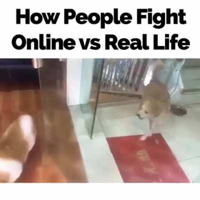 Do you want to fight?? well ok..I change my mind