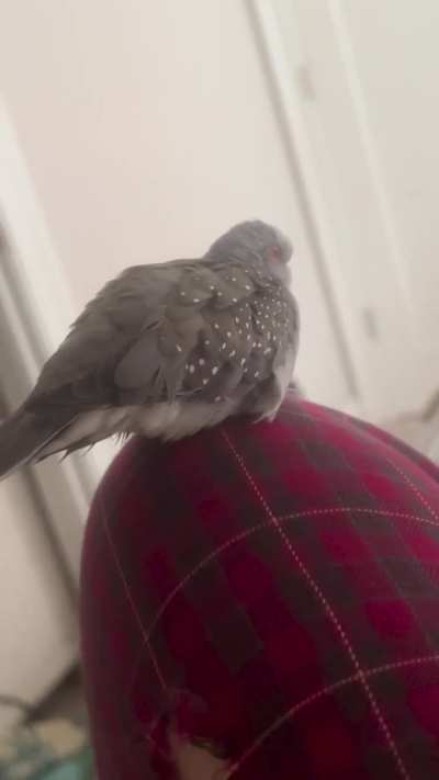 My sweet little Jewel loves to do this……