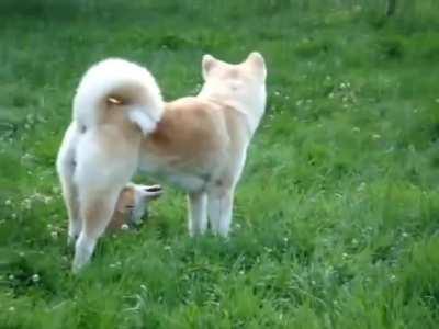 It finally happened! QUICK BROWN FOX JUMPS OVER THE LAZY DOG