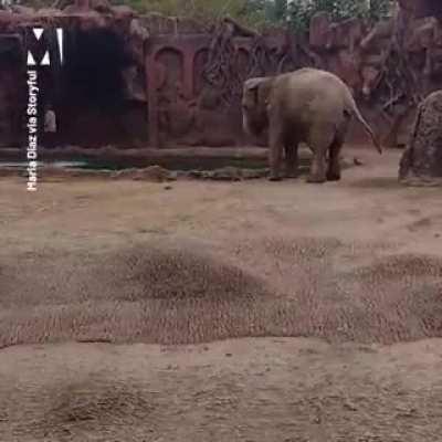 Elephant sounds alert that antelope is drowning