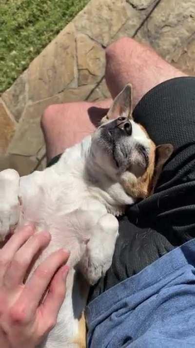 Our neediest, cuddliest dog soaking up the love and sun