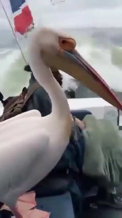 Sea animals need a break too.