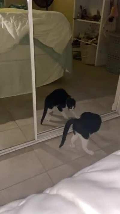 Wilson v. Wilson: a battle