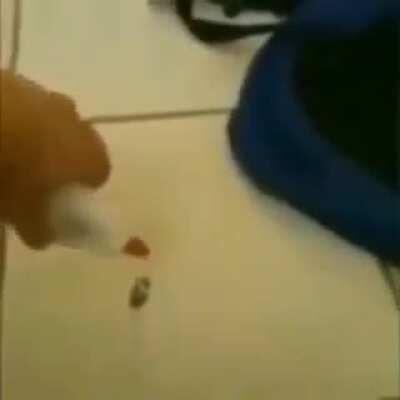 glue on roach baybee