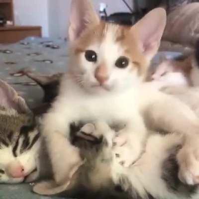 Suspect on scene with a few potential witnesses. Nobody is forthcoming about what happened to the murder victim who continues to be assaulted. Over.