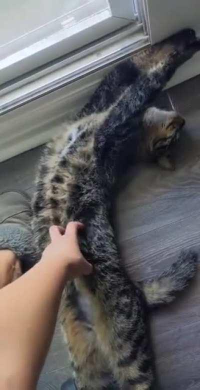 My Bean loves a good stretch 😍