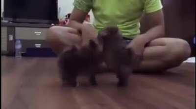 saDisTIc HoomAN makES DogS BatTLe For hIs aMuseMenT