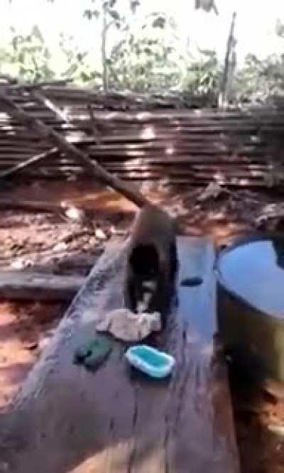 Muquinha lavando roupa 🥰