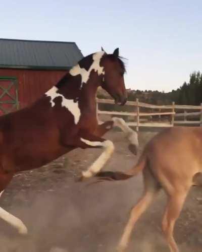 The old friends didn’t seen each other for a week!