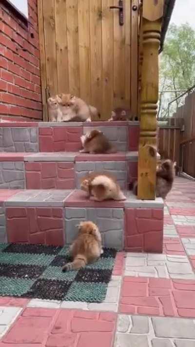 A bunch of kittens are attacking my house