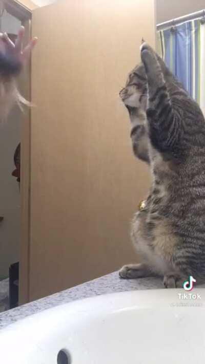 Cat learning to brush hair