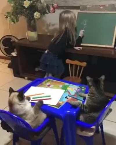 The cats are patiently learning