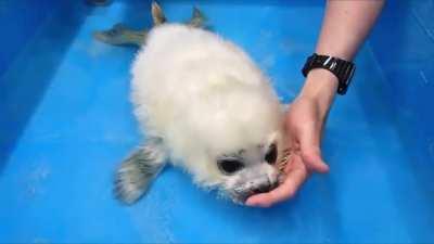 Just a baby learning to swim