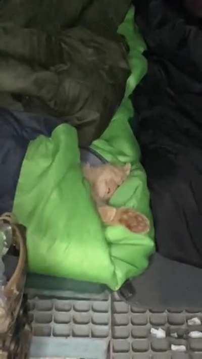 Cat snoring in a soldier’s sleeping bag