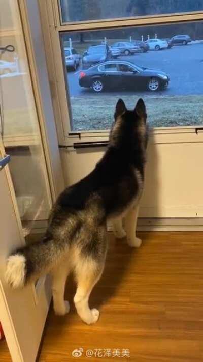 That tail droop when the doggo’s date left