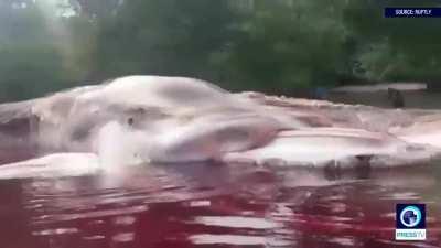 50ft sea….thing (Orphan of Kos??) washes up in Indonesian shores