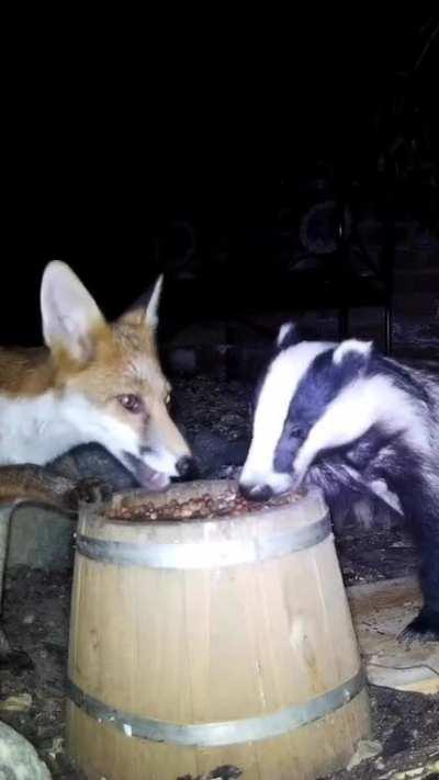 Fox and Badger share a midnight feast