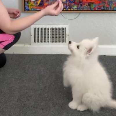 Boo being a good girl (until she notices that I’m filming her😂)