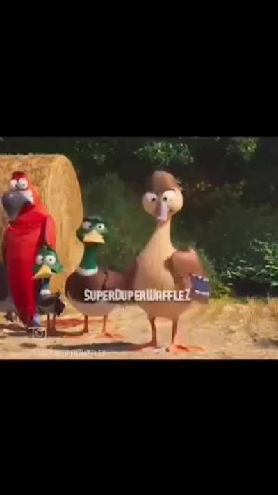 Absolutely love ducks 🦆