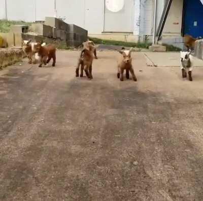 DANCING BABY GOATS!!!!!