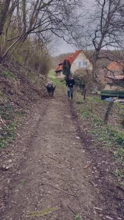Two pals frolic side by side down a trail