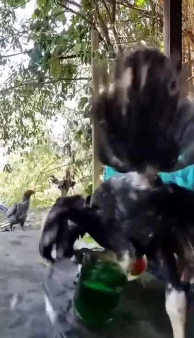 Player mais casual de angry birds