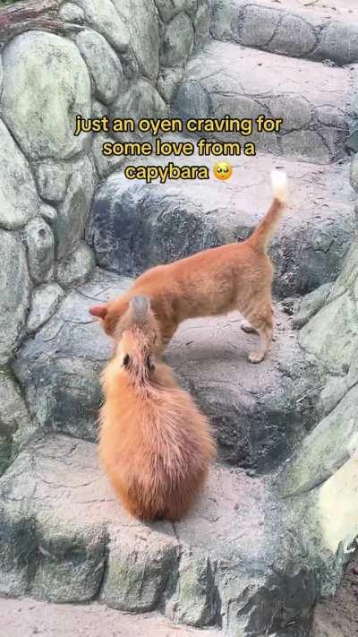 Three years ago a stray orange cat was found at Zoo Negara in Malaysia. Keepers allowed him to stay and Oyen has now found his home living with capybaras