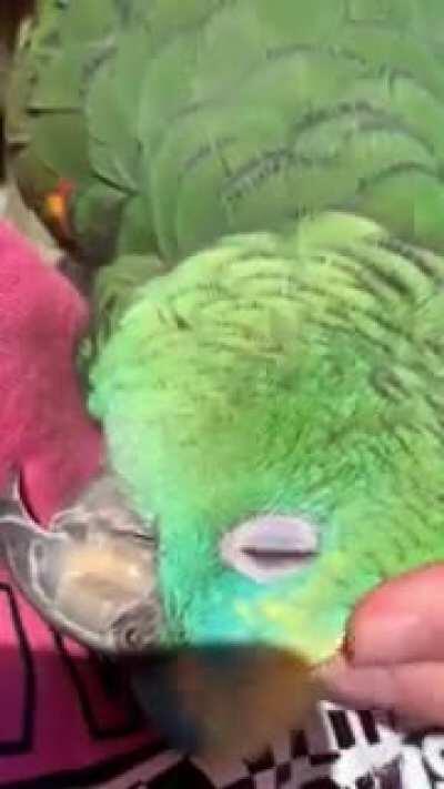 He is the cuddliest birb in the world