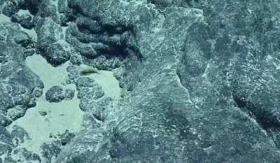 Gaza daedala, a deep sea species of tumbling sea snail, Central Sculpin Ridge Seamount, Pacific Ocean