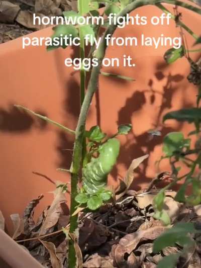 Tomato hornworm fights off parasitic fly from laying eggs on it