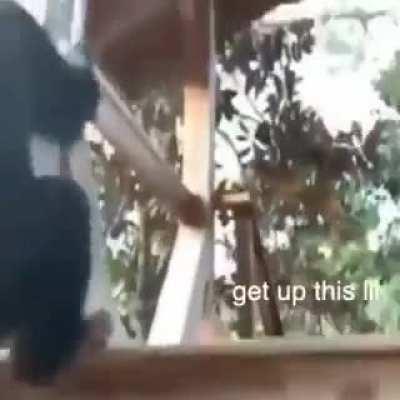 POV : Monkey bro 