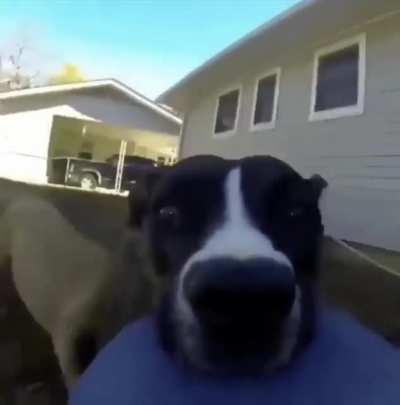 jigsaw falling into place but dog