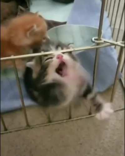 Break that damn cage